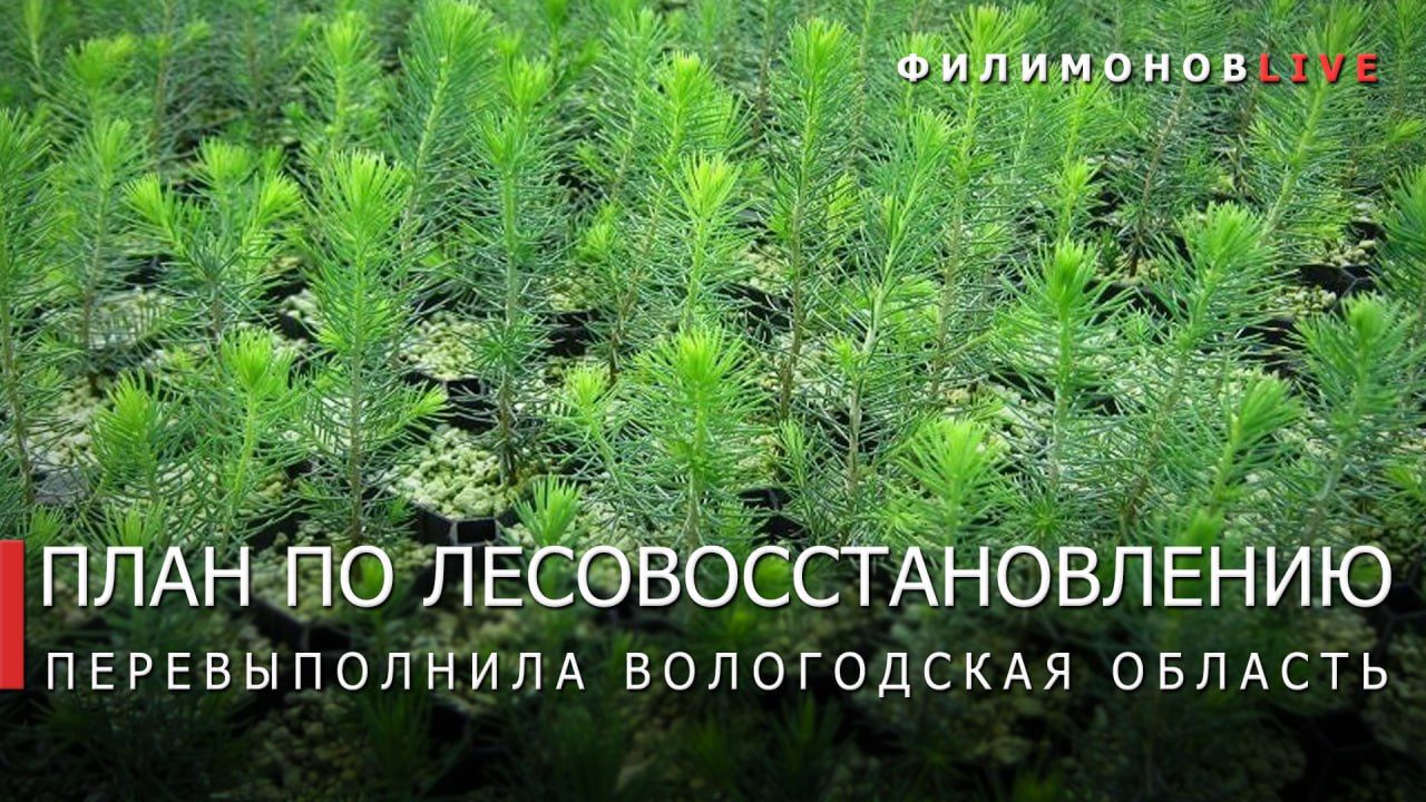 Вологодчина активно занимается лесовосстановлением