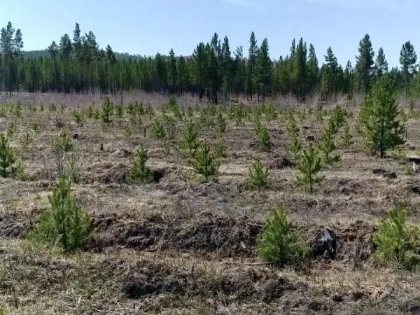 Лесники в Бурятии рассказали о деревьях «Сада памяти»
