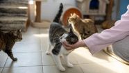 В ЯНАО подвели итоги региональной акции «Мой кот»